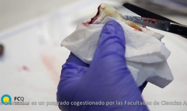 Embedded thumbnail for MAESTRÍA EN CIENCIA Y TECNOLOGÍA DE LOS ALIMENTOS